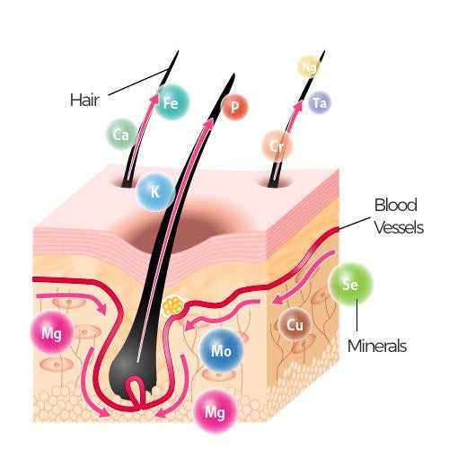 Hair Tissue Mineral Analysis (HTMA) Test